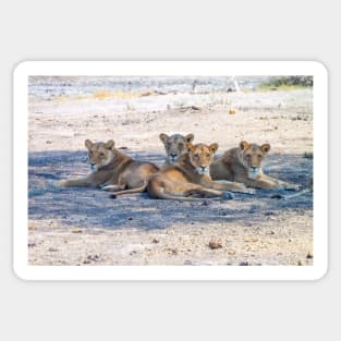 Four Lionesses Shading Themselves Sticker